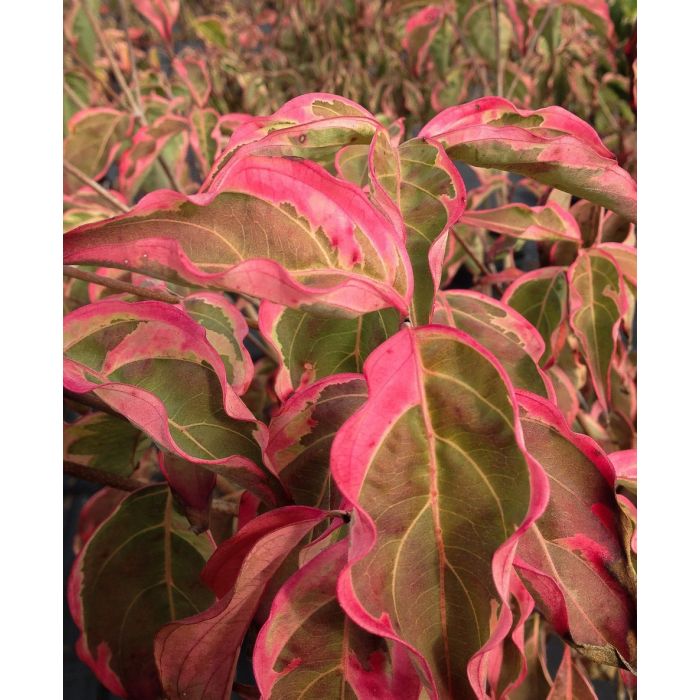 Dogwood - Samaritan Variegated