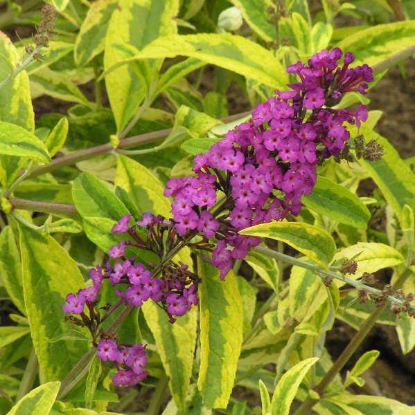 Butterfly Bush - Santana Red Variegated