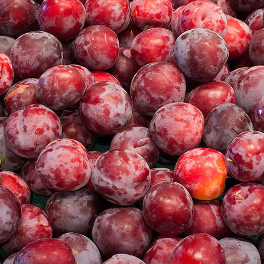 Plum - European Santa Rosa