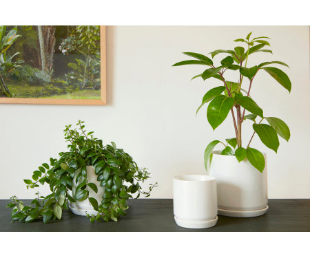 Palm Springs Cylinder