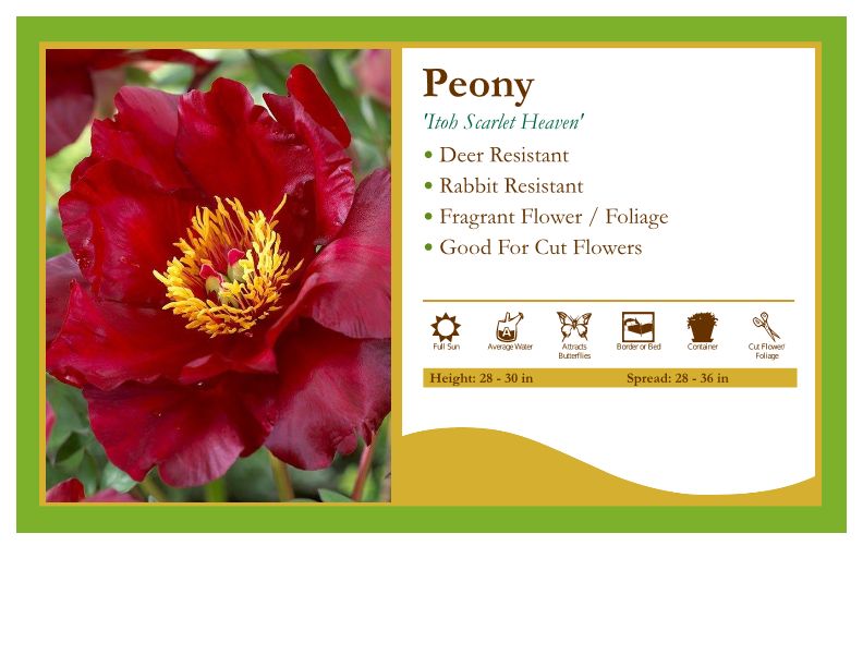 Paeonia ‘Scarlet Heaven’ Peony