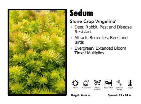 Sedum 'Angelina' Stone Crop