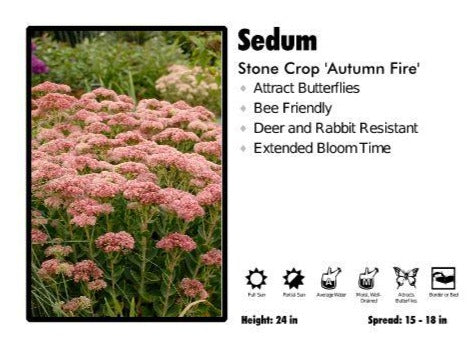 Sedum 'Autumn Fire' Stone Crop – Pandy's Garden Center