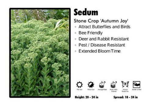 Sedum 'Autumn Joy' Stone Crop