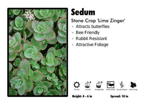 Sedum 'Lime Zinger' Stone Crop – Pandy's Garden Center