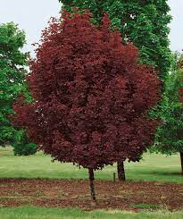 Maple - Crimson Sentry Columnar