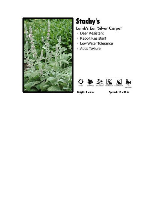 Stachy's 'Silver Carpet'