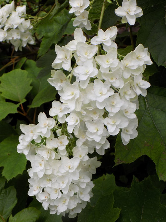 Oakleaf Hydrangea - Snowflake