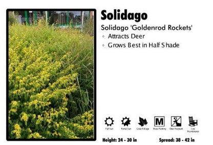 Solidago 'Goldenrod Rockets'
