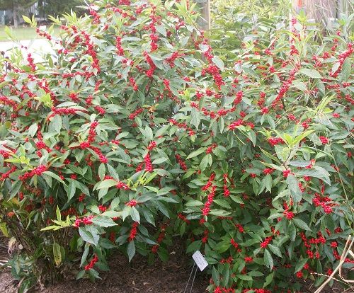 Winterberry - Southern Gentleman