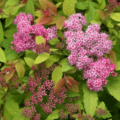 Spirea - Double Play Big Bang