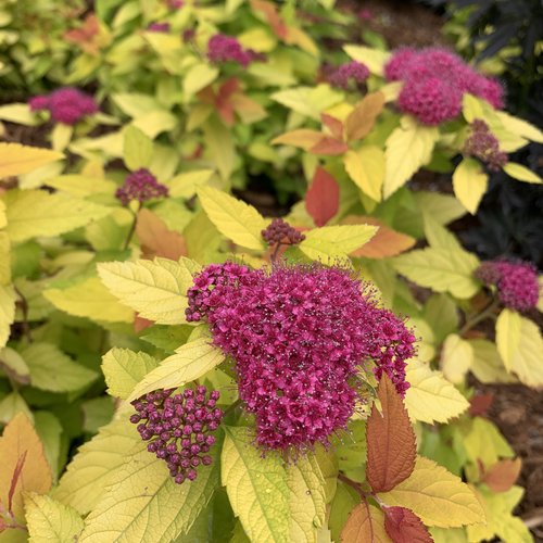 Spirea - Double Play Candy Corn