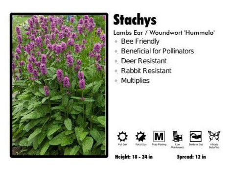 Stachy's ‘Hummelo’ Lambs Ear