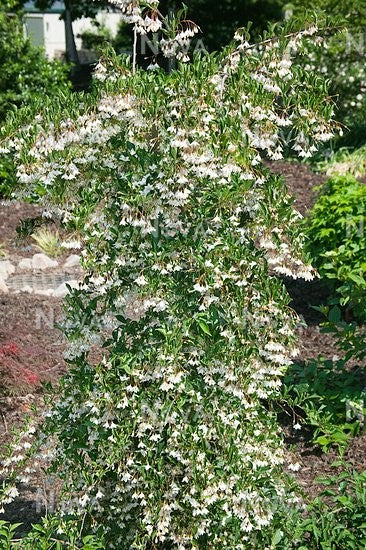 Japanese Snowbell - Weeping
