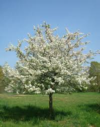 Crab - Sugar Tyme White