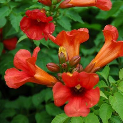 Trumpet Vine - Summer Jazz Fire