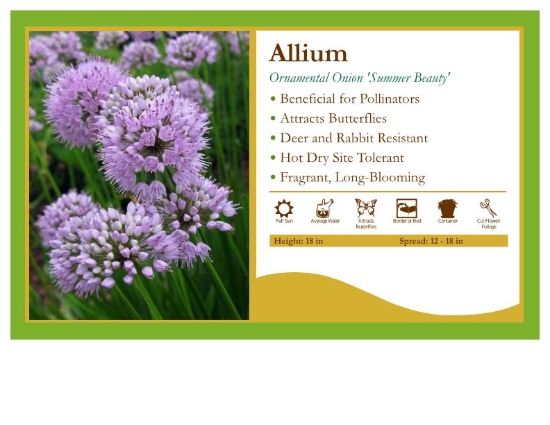Allium 'Summer Beauty' Ornamental Onion