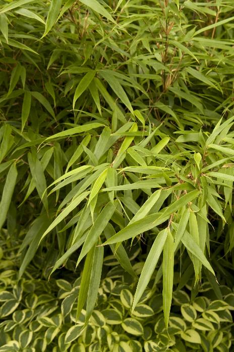 Bamboo-Sunset Glow Clumping #1