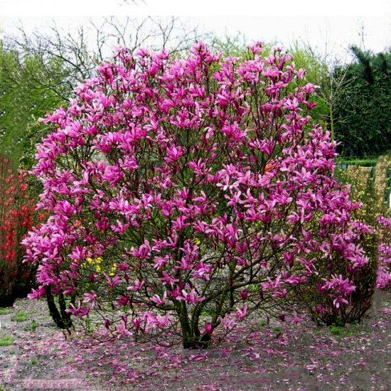 Magnolia - Susan Pink