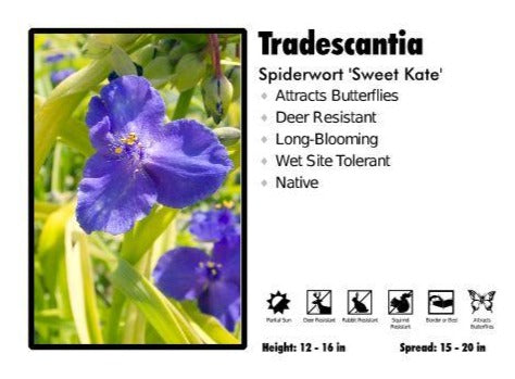 Tradescantia - Sweet Kate - Spiderwort