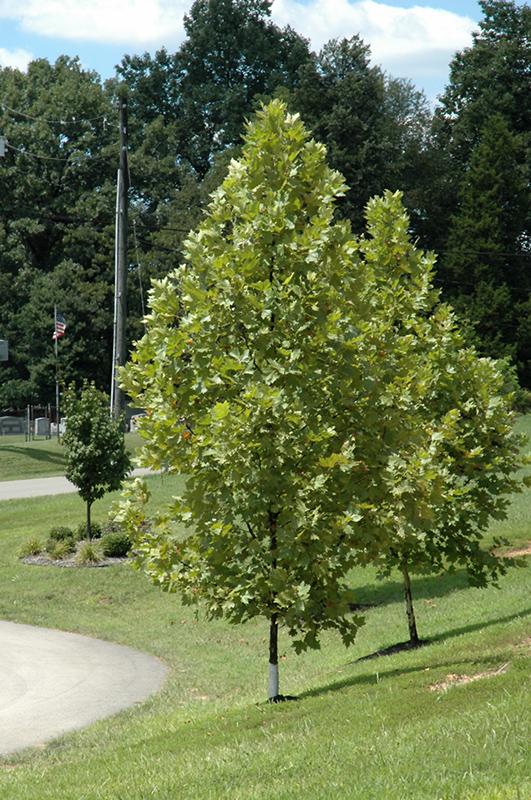 Sycamore Tree Exclamation