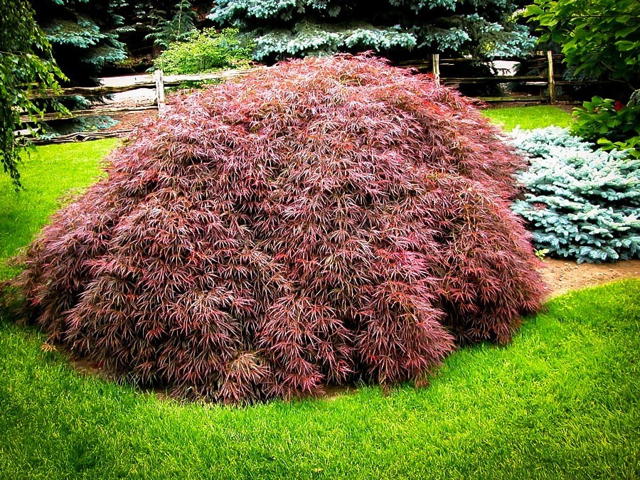 Japanese Maple - Tamukeyama