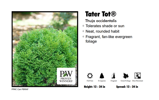 Arborvitae - Tater Tot Dwarf