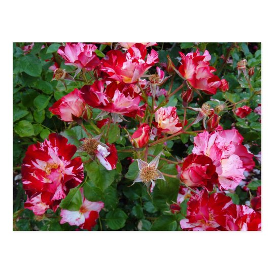 Rose - Fourth of July Climber Red Striped White
