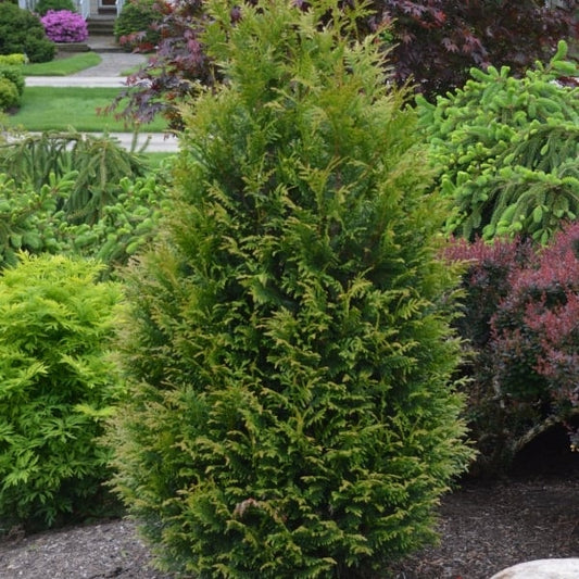 Arborvitae - Junior Giant