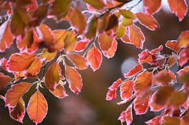 Beech - Tri Color