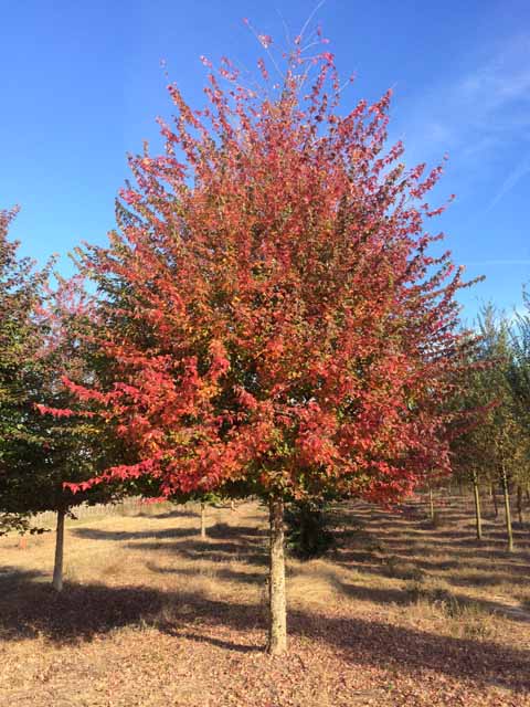 Maple - Trident