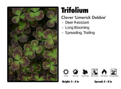 Trifolium 'Limerick Debbie’ Clover