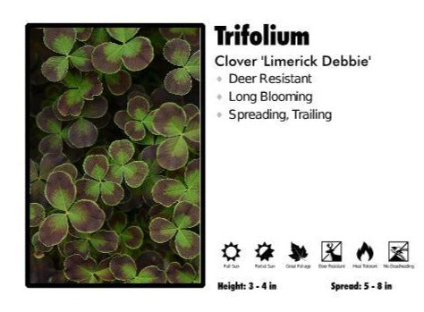 Trifolium 'Limerick Debbie’ Clover