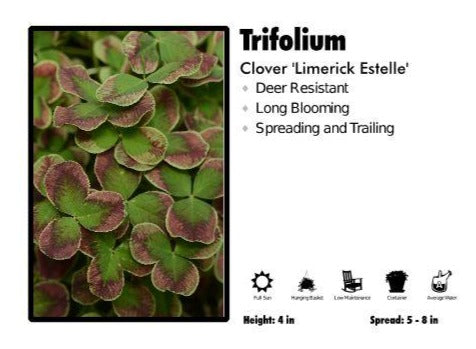 Trifolium 'Limerick Estelle’ Clover
