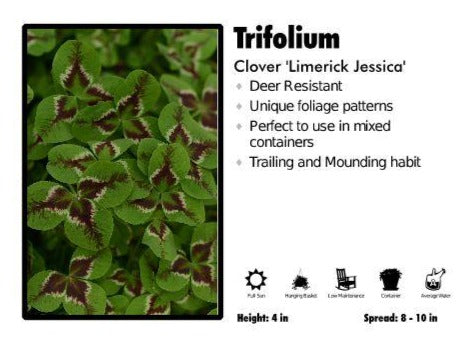 Trifolium 'Limerick Jessica’ Clover