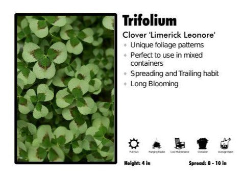 Trifolium 'Limerick Leonore' Clover