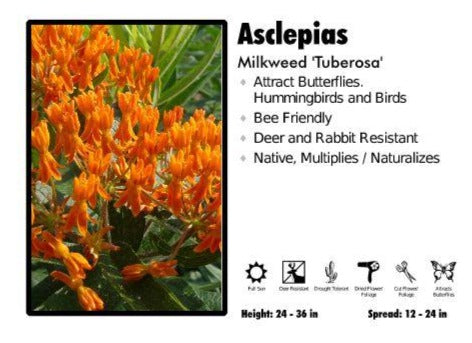 Asclepias ‘Tuberosa’ Milkweed