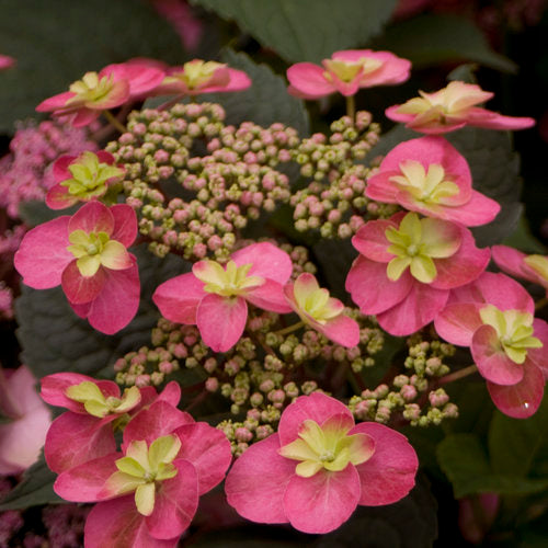 Hydrangea - Tuff Stuff Red