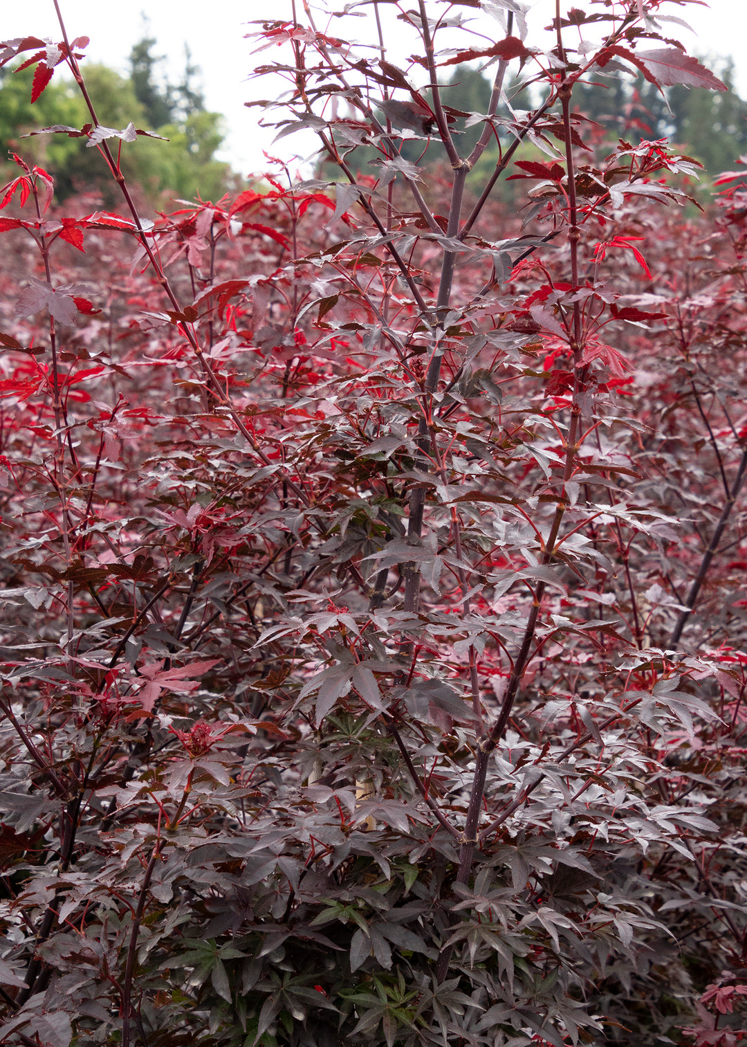 Japanese Maple - Twombly's Red Sentinel
