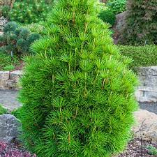 Umbrella Pine - Wintergreen