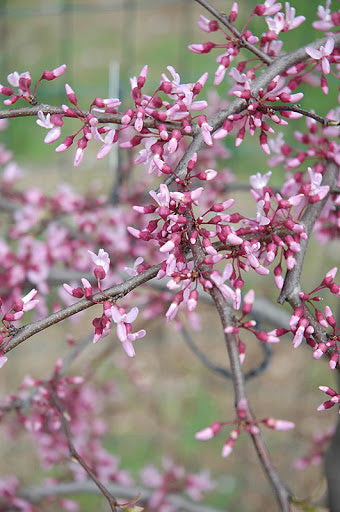 Redbud - Cascading Hearts Weeping
