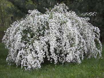 Spirea - Vanhoutte
