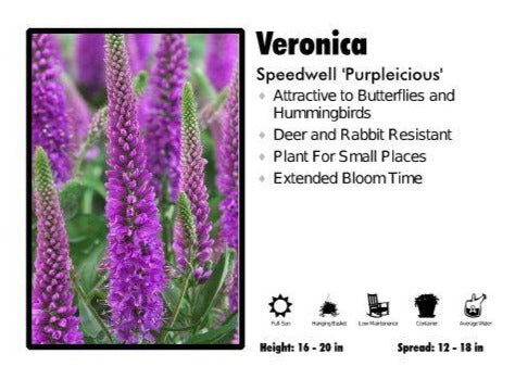 Veronica ‘Purpleicious’ Speedwell