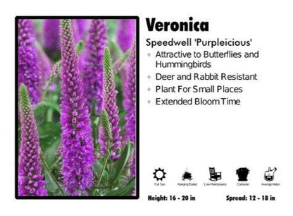 Veronica ‘Purpleicious’ Speedwell