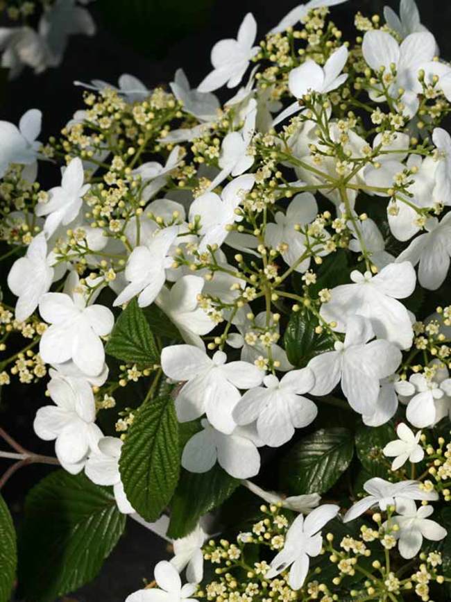 Viburnum - Wabi-Sabi