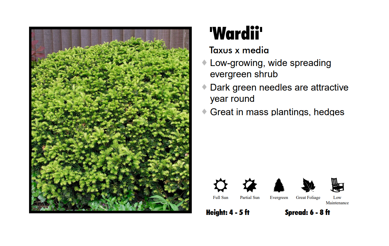 Yew - Taxus Wards