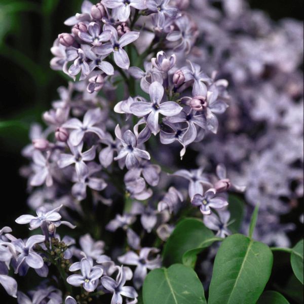 Lilac - Wedgewood Blue