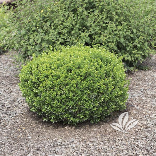 Boxwood - Wee Willie Dwarf