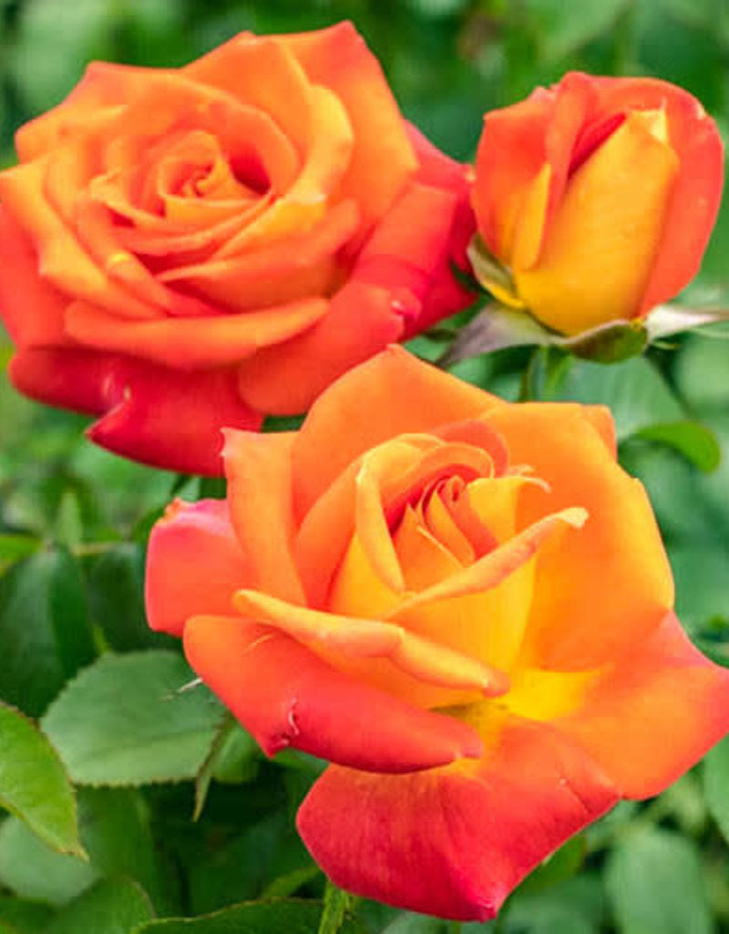 Rose - Burst of Joy Floribunda