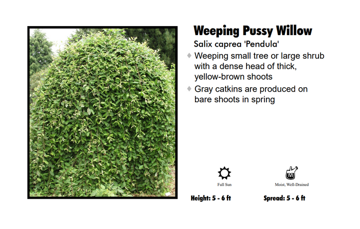 Pussywillow - Weeping